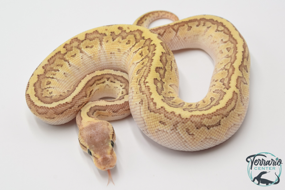 Python royal - Python regius Butter Pinstripe Special