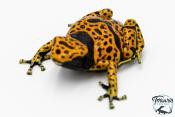 Dendrobates leucomelas - Rainette jaguar Bolivar