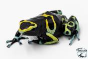 Dendrobates leucomelas - Rainette jaguar Cerro Autana
