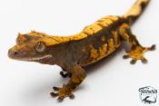Correlophus ciliatus - Gecko à crête - NC 2025 -  41