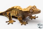 Correlophus ciliatus - Gecko à crête - NC 2025 -  42