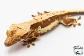 Correlophus ciliatus - Gecko à crête - NC 2025 -  44