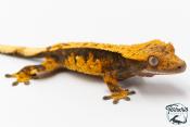 Correlophus ciliatus - Gecko à crête - NC 2025 -  48