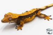 Correlophus ciliatus - Gecko à crête - NC 2025 -  48