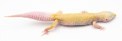 EJ165 - Gecko Léopard - Eublepharis Macularius Murphy Patternless Tremper - &#9792; - NC 2021