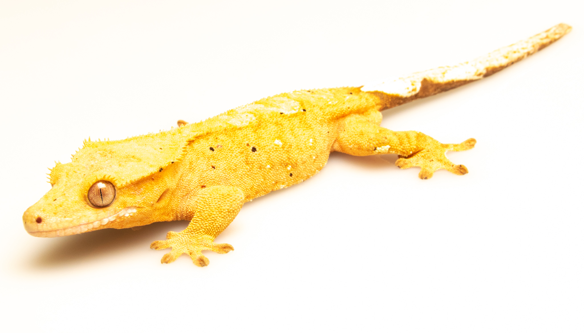 Correlophus ciliatus - Gecko à crête - NC2020 - Mâle - 250229300004854