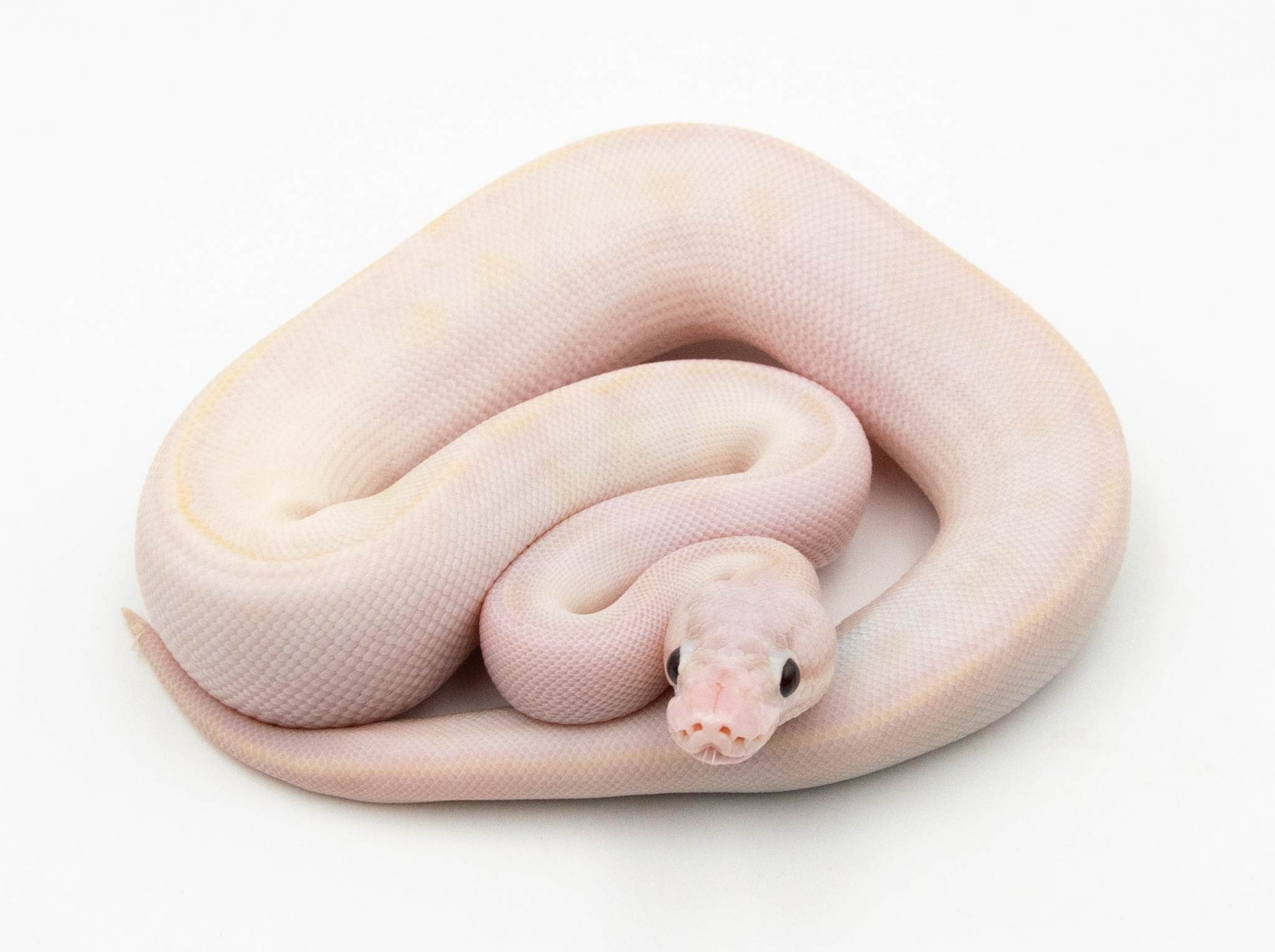 Python Royal - Python regius Ivory Pastel poss Banana