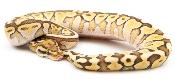 Python royal - Python regius Lesser Spotnose Cinnamon