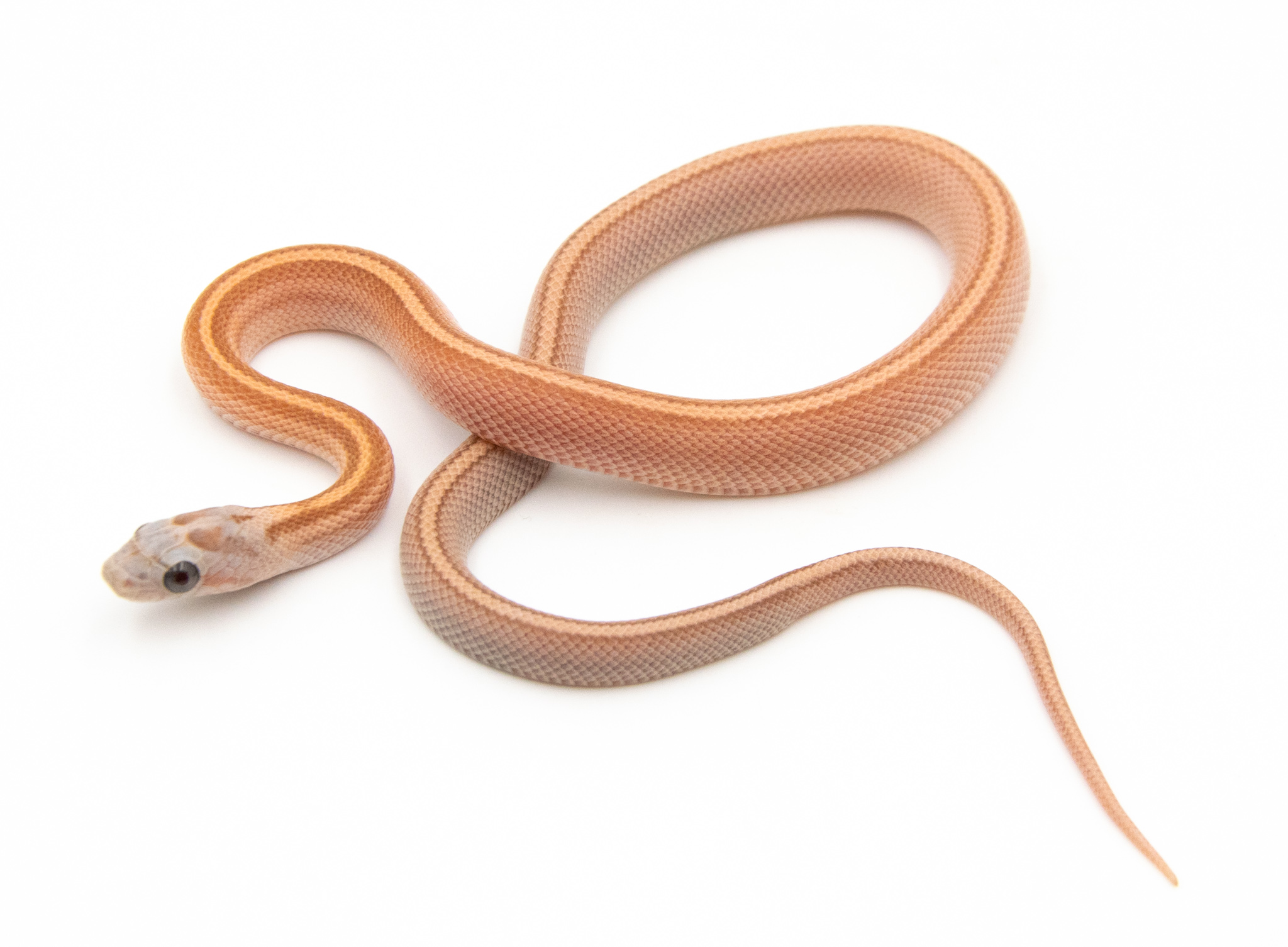 Serpent des blés - Pantherophis guttatus Tessera Lavender Hypo Ligné
