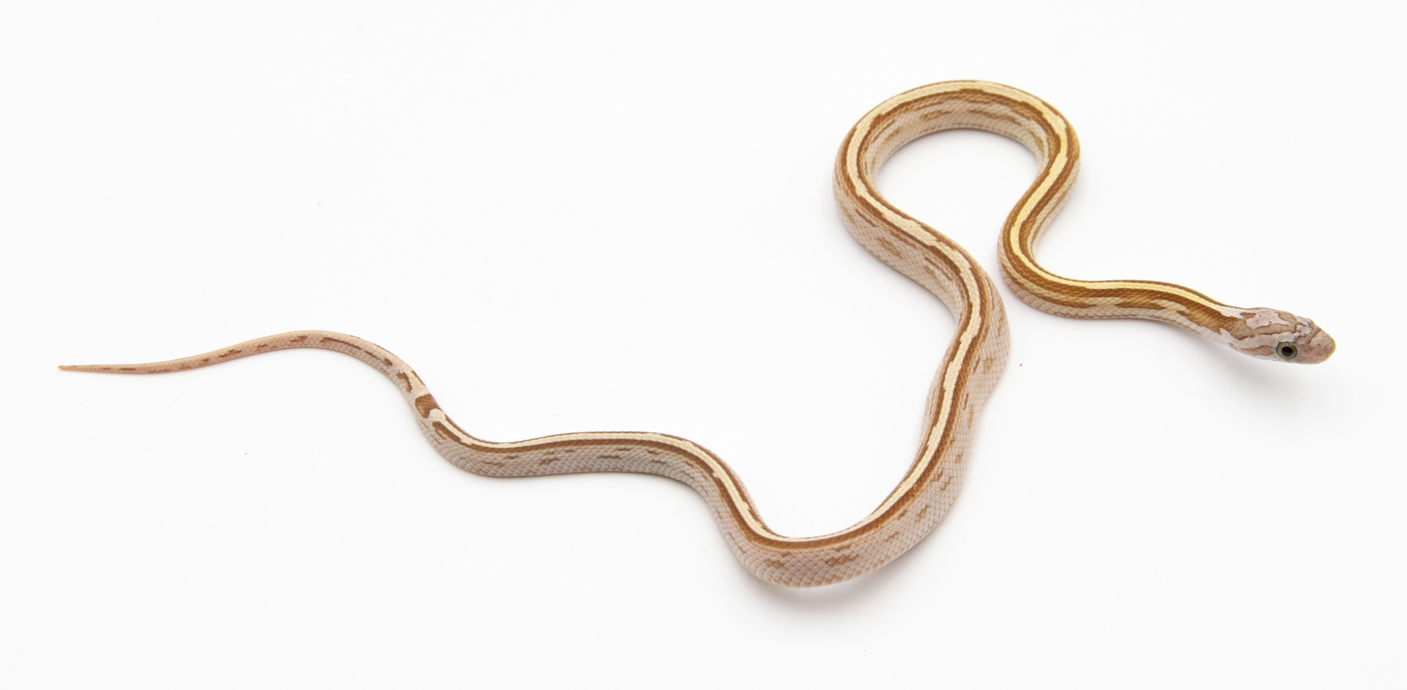 Serpent des blés - Pantherophis guttatus Tessera goldust stripe