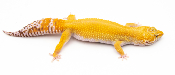EJ91 - Gecko Léopard - Eublepharis Macularius Tremper het Raptor red Stripe Cross - &#9792; - NC 2021