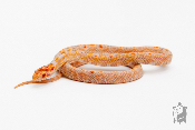 Serpent des blés - Pantherophis guttatus Okeetee Reverse Albinos Extreme