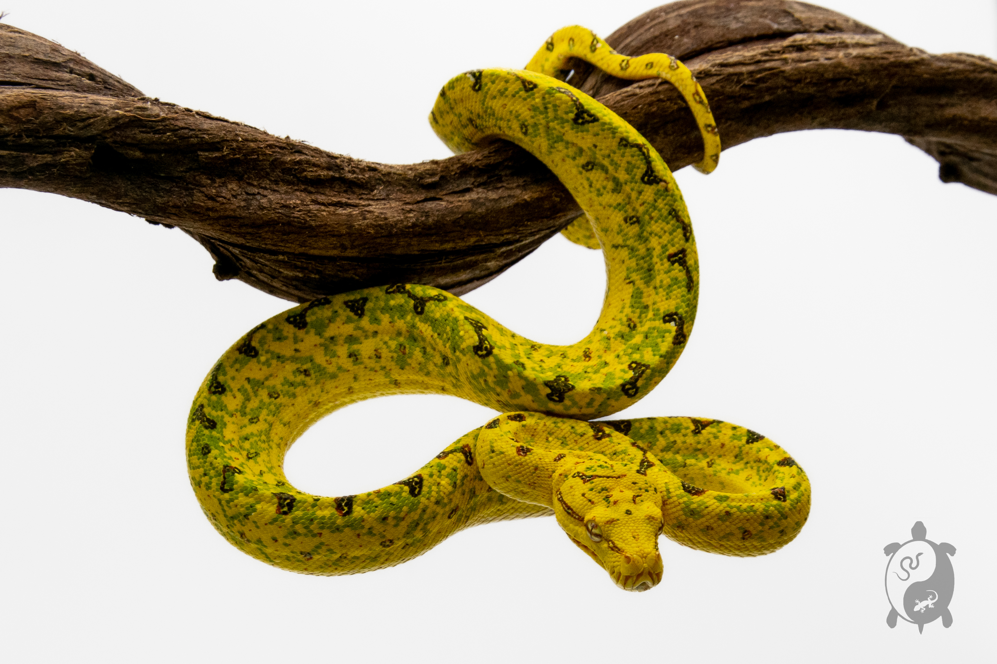 Morelia viridis Biak - Python vert arboricole - Mâle 250228500109023