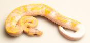 Python royal - Python regius Banana Pastel Piebald