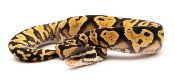 Python royal - Python regius Pastel Yellow Belly