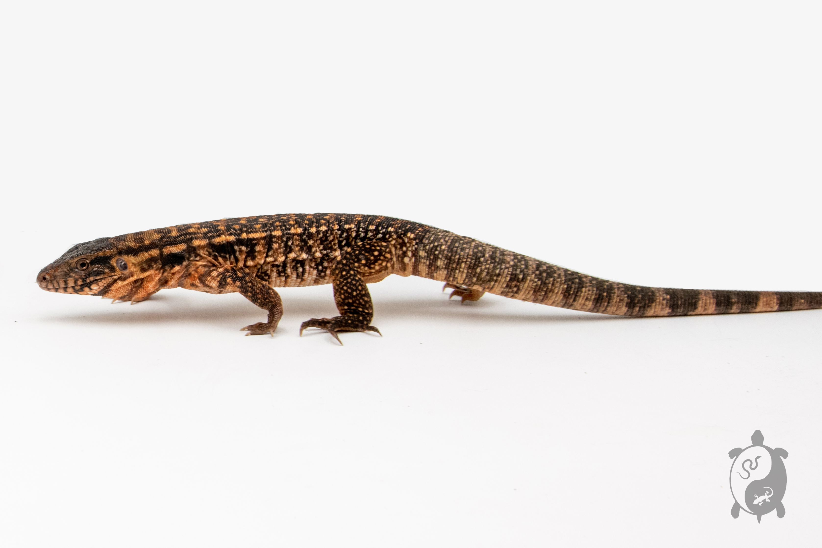 Salvator rufescens - Tegu rouge