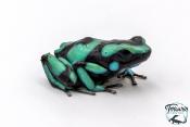 Dendrobates auratus - Dendrobate doré "Bahia Solano"