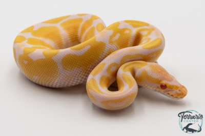 Python royal - Python regius Albinos