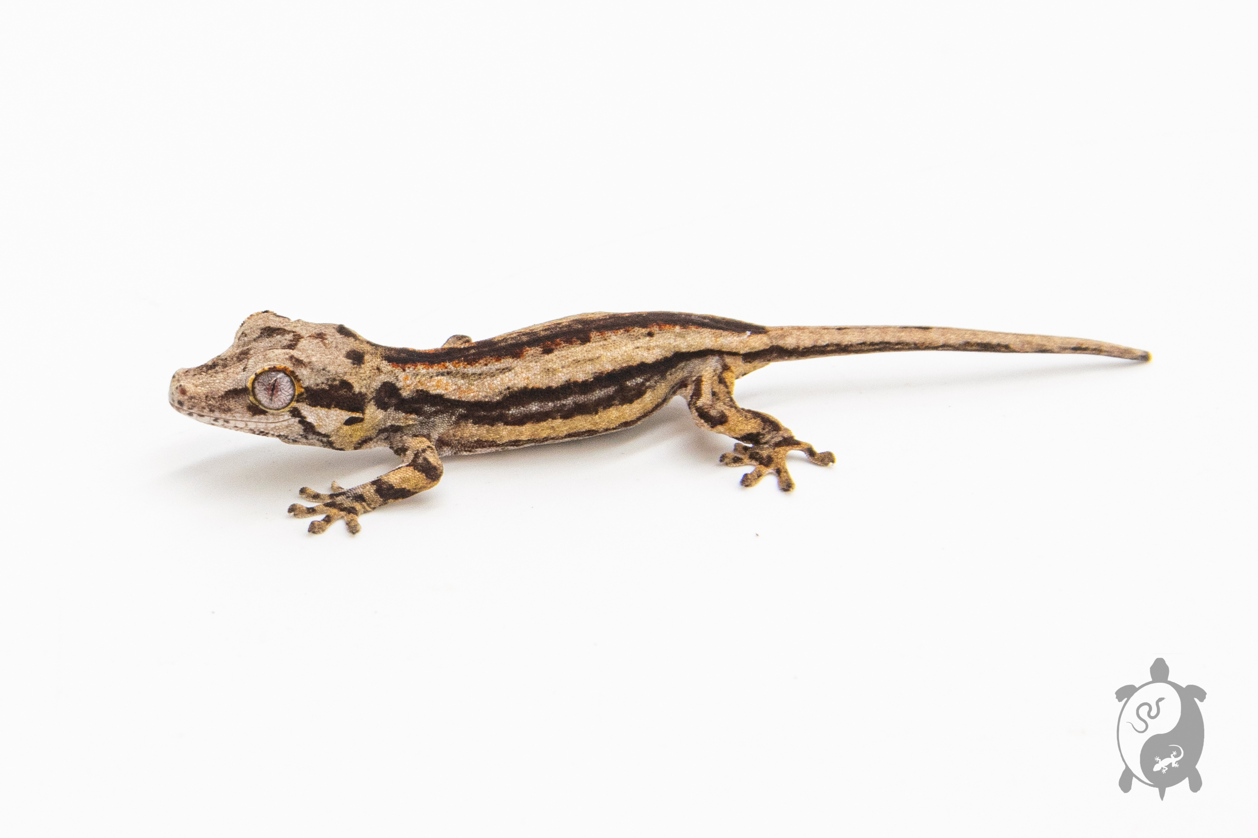 Rhacodactylus auriculatus - Gecko gargouille - Juvénile 32 - NCUE 2023 - PH2023082414352532