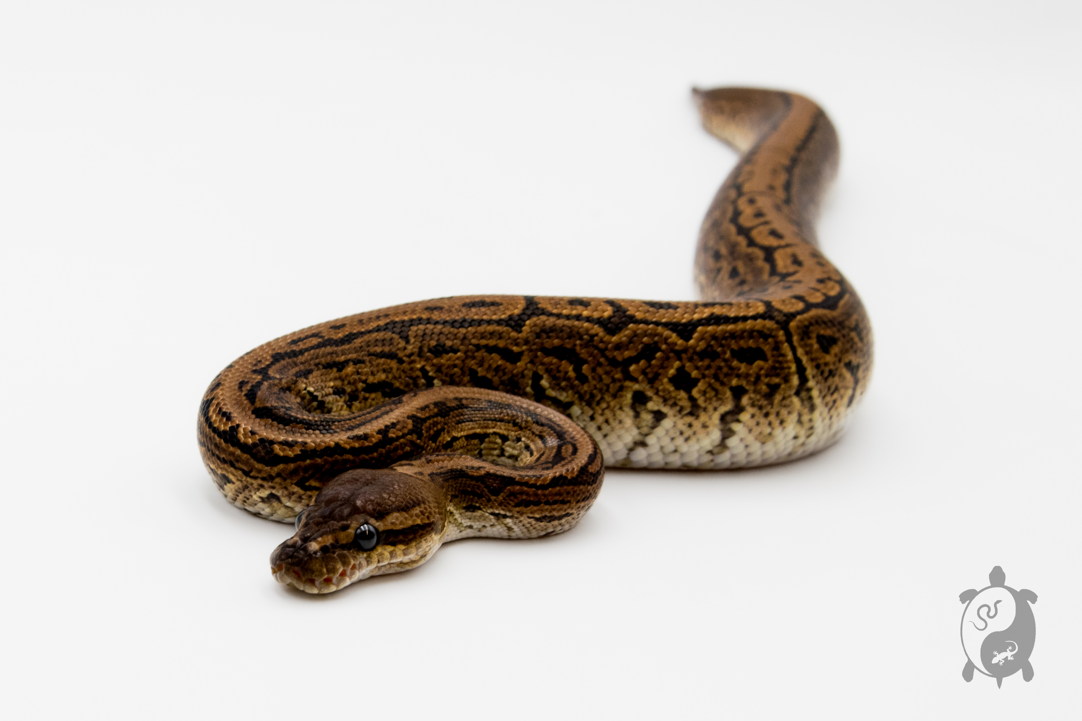 Python royal - Python regius Black Pastel Pinstripe 66% het Monarch