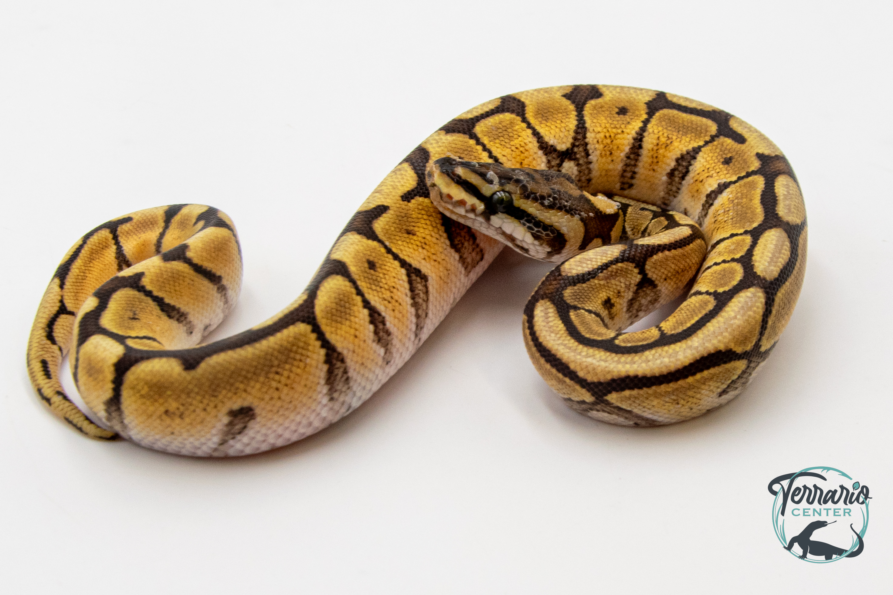 Python royal - Python regius Spider Mojave