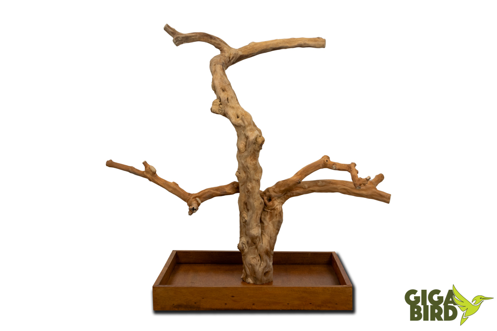 🌿 Arbre en bois de Java sur socle - 80/100cm