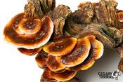 Grotte Champignon - 17x12x14cm