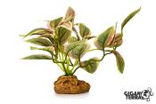 Tradescantia Rose sur Pied - 10 cm