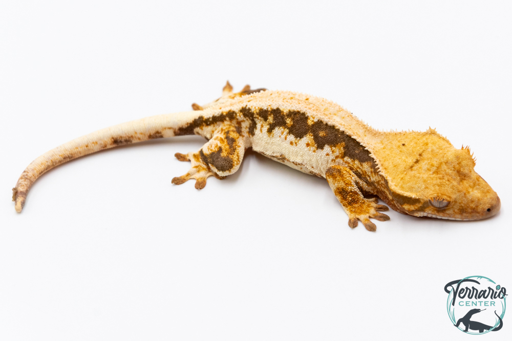 Correlophus ciliatus Lily White - Gecko à crête - NC 2025 -  25