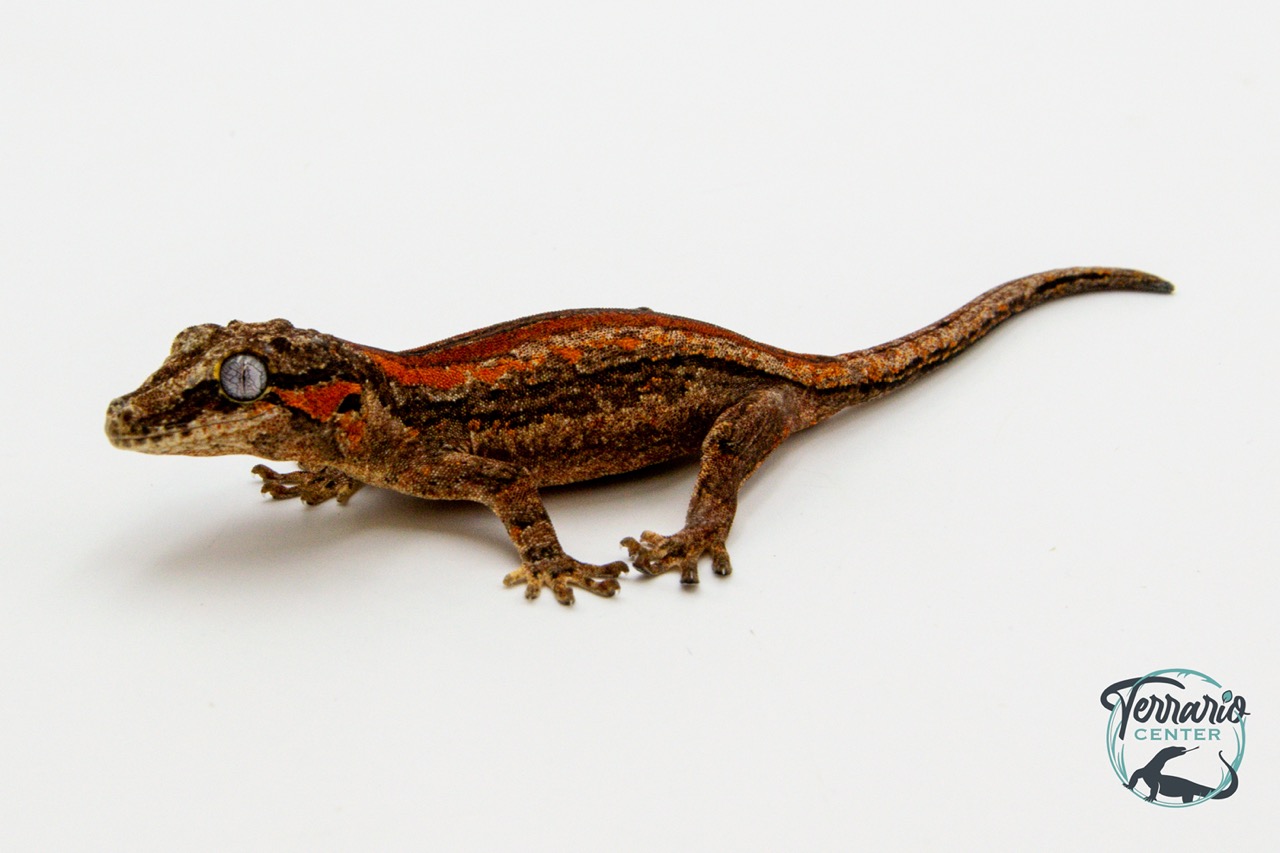 Rhacodactylus auriculatus - Gecko gargouille - 28 - NCUE - PH2024011010161079