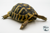 Tortue d'Hermann - Testudo hermanni hercegovinensis 13-15 cm - Mâle