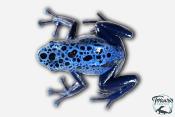 Dendrobates Azureus - Dendrobate Bleu