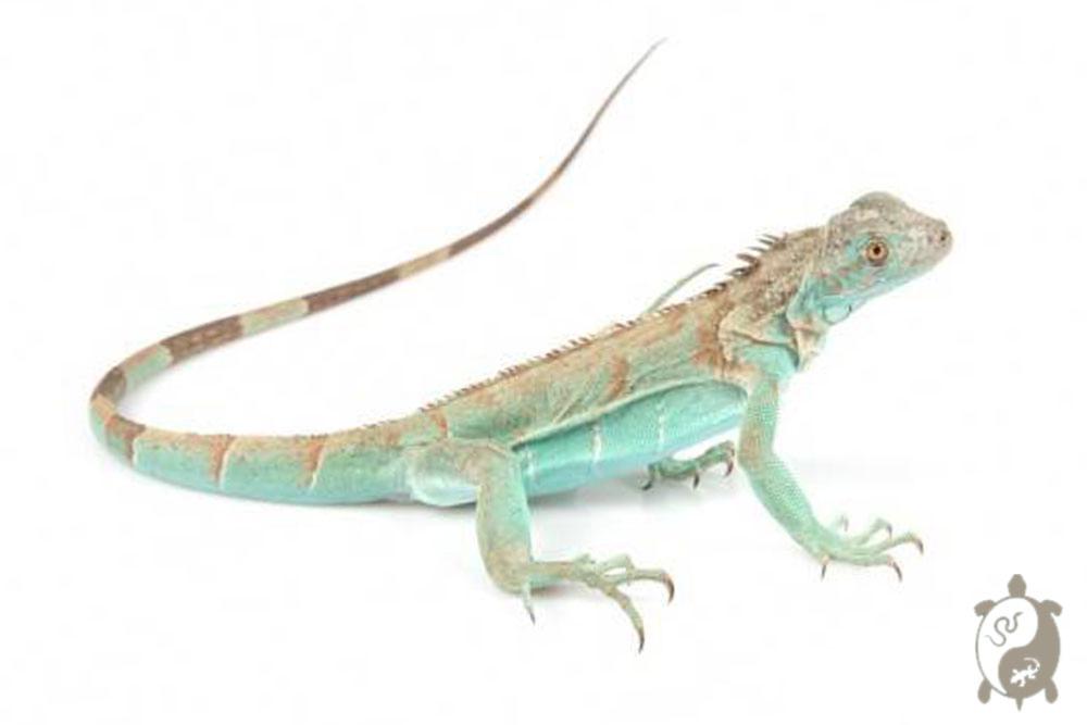 Iguana iguana - Iguane Vert juvénile Bleu