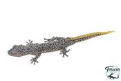 Strophurus taenicauda - Gécko à queue dorée