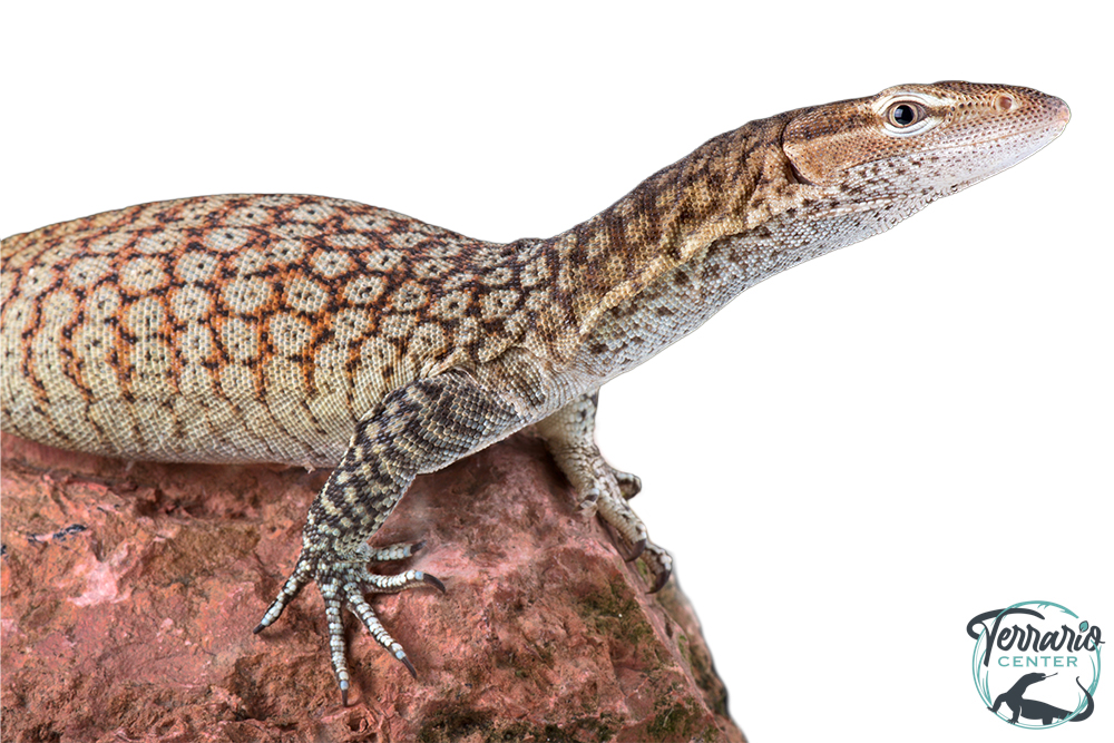 Varanus tristis orientalis  - Varan moucheté - NC FRANCE 2026
