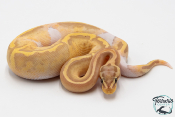 Python royal - Python regius Banana Pastel Piebald