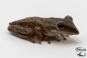 Triprion petasatus - Grenouille canard