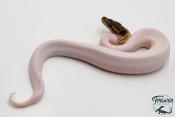 Python royal - Python regius Piebald Mojave