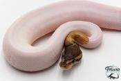 Python royal - Python regius Piebald Mojave