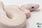 Python Royal - Python regius Leucistic
