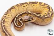Python royal - Python regius Butter Pastel Yellow Belly