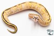 Python royal - Python regius Super Stripe Pastel