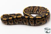 Python royal - Python regius Mojave