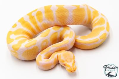 Python royal - Python regius Albinos