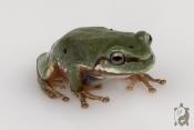 Dryopsophus (Litoria) caeruleus adulte - Rainette de White