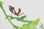 Deroplatys Dessicata - Mante feuille morte