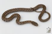 Elaphe Dione Classique - Serpent ratier des steppes - NC 2026