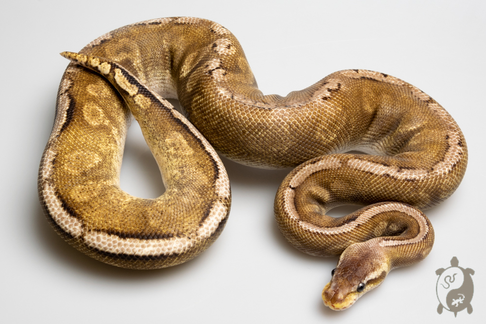 Python regius GHI Butter Pastel