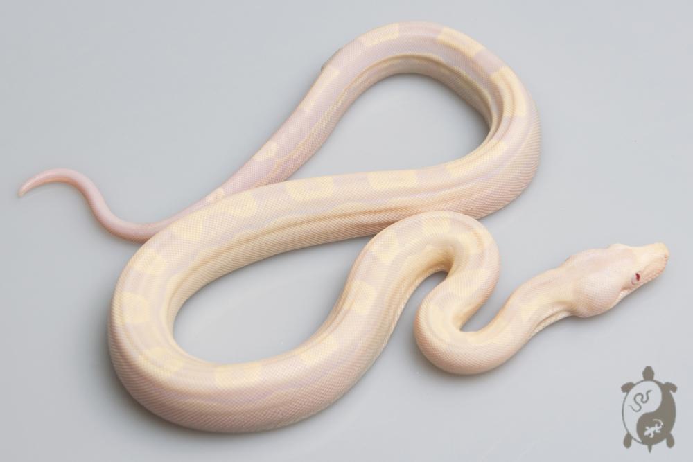 Boa constricteur - Boa imperator Snow Motley