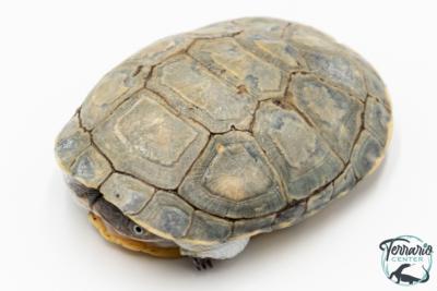 Pelomedusa subrufa – Péloméduse roussâtre - 03